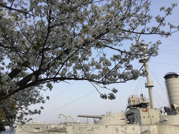 記念艦三笠と桜