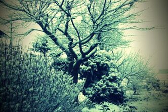 雪が降ったのはいいけれど...