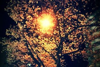 夜桜