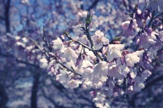 高遠に桜を見に行きました
