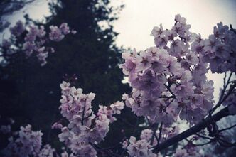 高遠の桜2013