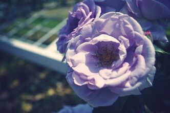 写真撮影の練習 in代々木公園