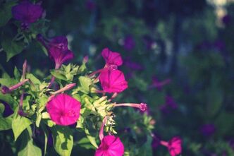 あの日撮った花の名前を僕は全然知らない