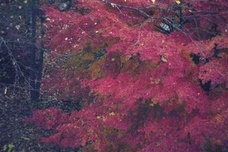 七倉ダムあたりの紅葉