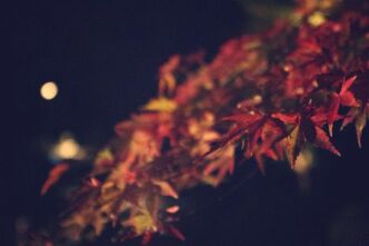 六義園に紅葉ライトアップを見に行きました