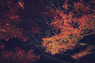 長谷寺の紅葉ライトアップを見に行きました
