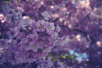 河津桜