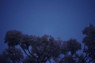 近所の夜桜