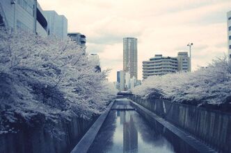 目黒川沿いの桜