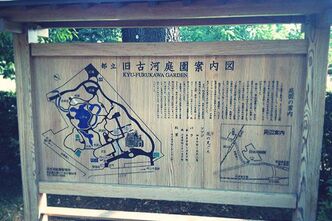 旧古川庭園にバラを見に行きました