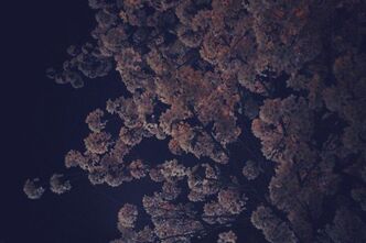 夜桜の撮影は難しい・・・