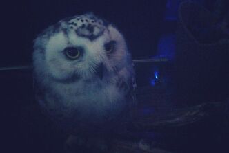 フクロウカフェに行ってきました。