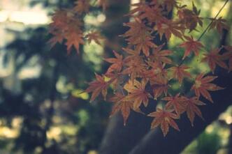 カメラの練習（紅葉）