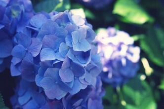 明月院に紫陽花を撮りにいってきました