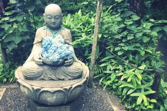 明月院で紫陽花を撮影してきました