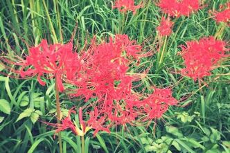 曼殊沙華