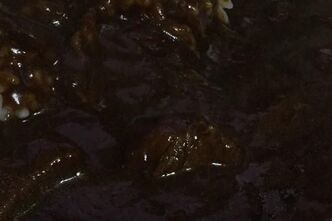 限定！伊豆大島ゴジラカレーを食す