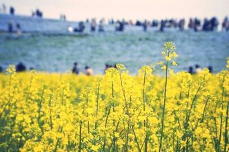 ひたちなか海浜公園でお花を撮る2019
