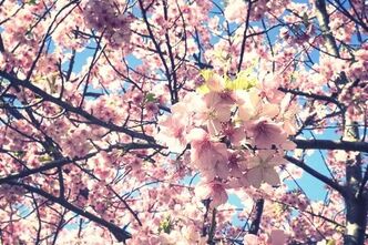三浦海岸の河津桜
