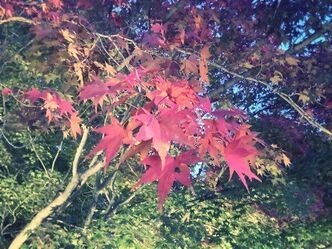 昭和記念公園