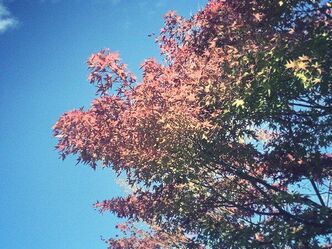 北鎌倉の紅葉