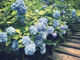 紫陽花