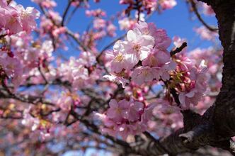 河津桜