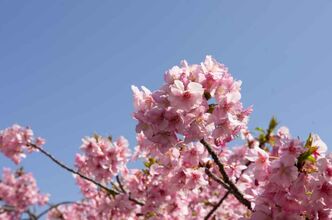 河津桜ふたたび