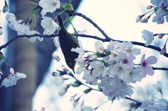 桜と野鳥