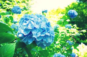 明月院の紫陽花