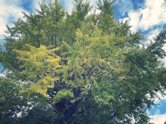 予期せぬ猫との遭遇のサムネイル画像