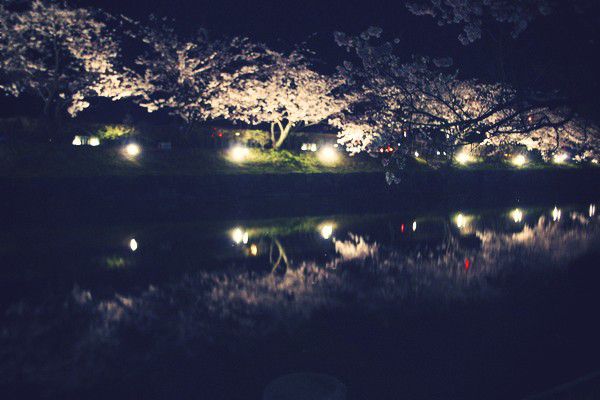 松本城の夜桜
