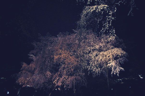 六義園の枝垂れ桜ライトアップ