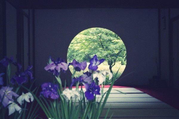 明月院と円覚寺の紫陽花