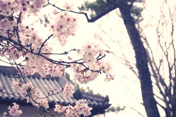 艦娘のお花見in土浦桜祭り