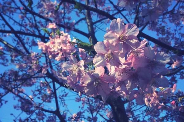 今年も三浦海岸に河津桜を撮りに行って来ました
