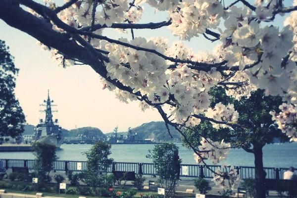 横須賀の桜