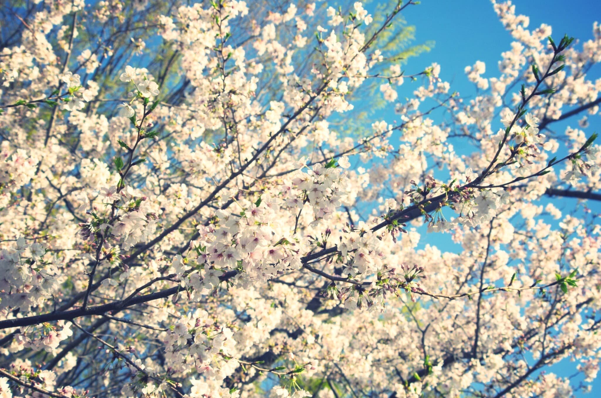 桜を撮る。のサムネイル画像