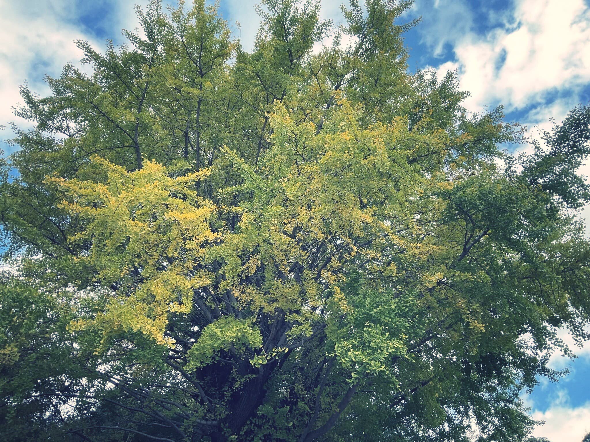 予期せぬ猫との遭遇のサムネイル画像