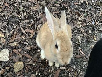 Thumbnail image for Interaction with Rabbits
