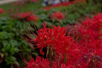 Thumbnail image for Spider lilies.