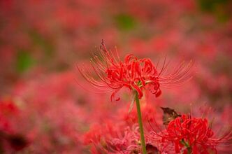Thumbnail image for I took pictures of spider lilies.