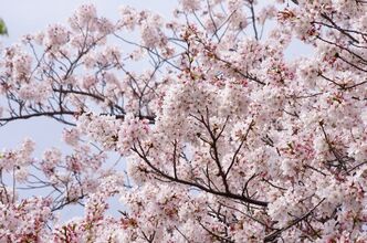 Thumbnail image for A cherry blossomes.