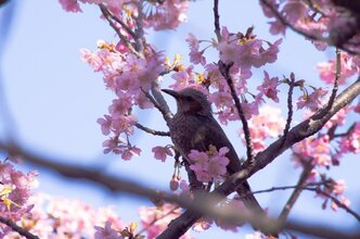 I took pictures of Kawazu cherry blossoms.