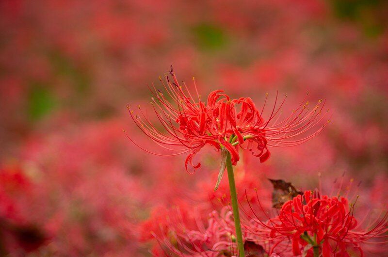 I took pictures of spider lilies.