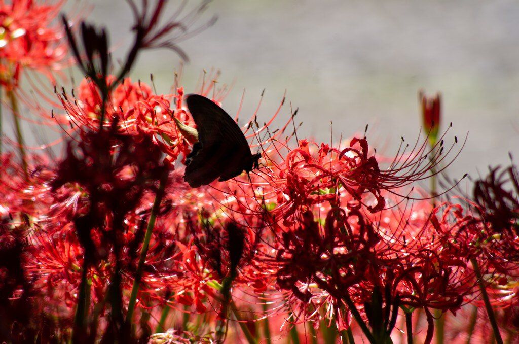 I took photos of spider lilies.