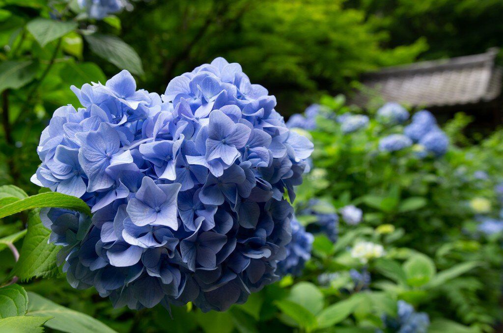 Hydrangeas.