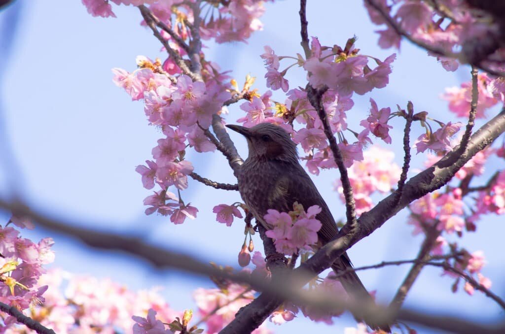I took pictures of Kawazu cherry blossoms.