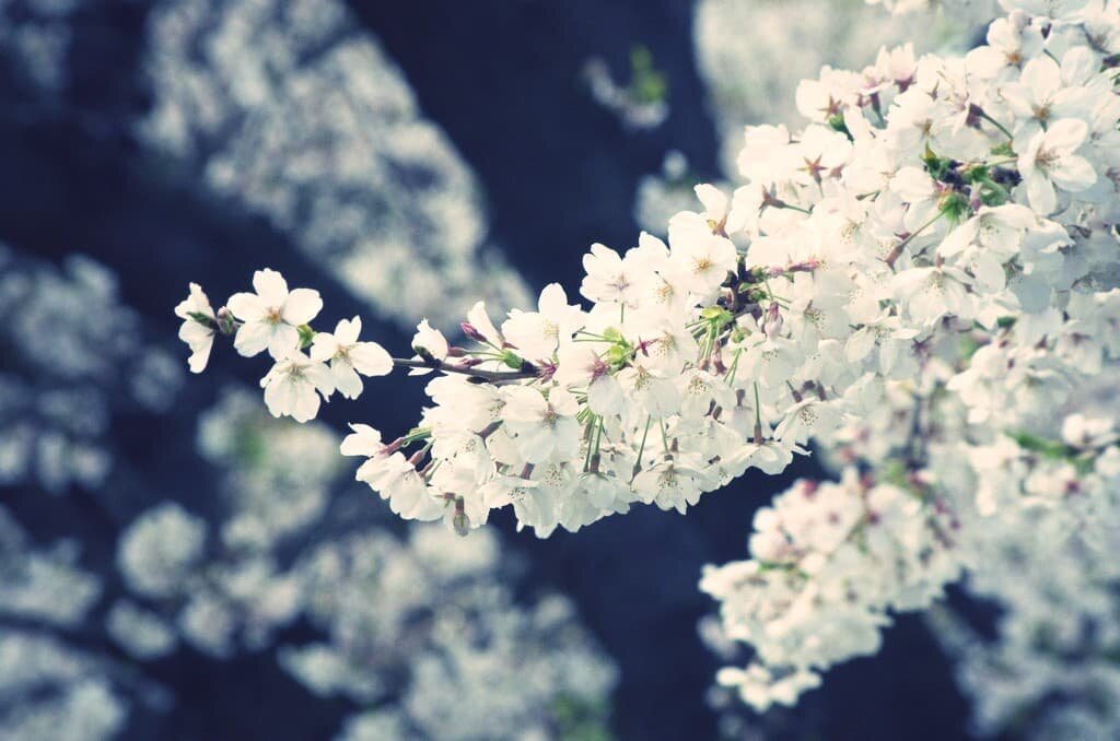 Full blooming Cherry blossoms.