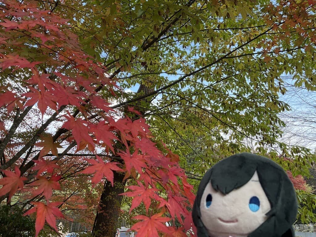 Autumn leaves.